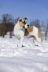Bulldogge-Mischling steht im Schnee