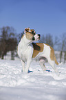Bulldogge-Mischling steht im Schnee