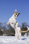 springender Bulldogge-Mischling