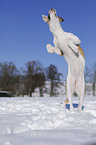 springender Bulldogge-Mischling