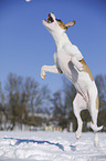 springender Bulldogge-Mischling