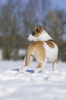 Bulldogge-Mischling steht im Schnee