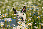 Bullterrier-Mischling Portrait