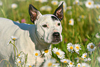 Bullterrier-Mischling Portrait