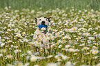 Bullterrier-Mischling Portrait