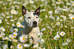 Bullterrier-Mischling Portrait