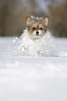 Biewer-Chihuahua im Schnee