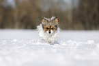 Biewer-Chihuahua im Schnee