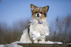 Biewer-Chihuahua im Schnee