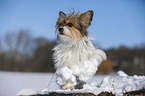 Biewer-Chihuahua im Schnee