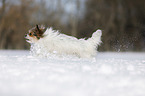 Biewer-Chihuahua im Schnee