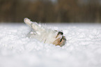 Biewer-Chihuahua im Schnee