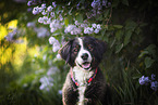 Berner Sennenhund Mischling