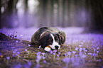 Berner Sennenhund Mischling