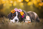 Berner Sennenhund Mischling