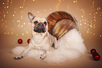 liegender Mops-Mischling