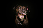 Boxer-Mischling Portrait