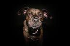 Boxer-Mischling Portrait