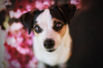 Chihuahua-Mischling Portrait