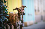 Galgo-Mischling Portrait