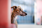 Galgo-Mischling Portrait