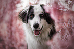Herdenschutzhund-Mischling Portrait