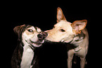 2 Hunde