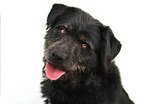 Schferhund-Mischling Portrait