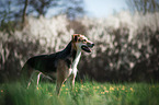 Schferhund-Mischling