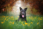 liegender Schferhund-Mischling