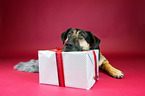 Schferhund-Mischling mit Geschenk