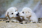 2 Samojede-Mischling Welpen
