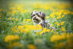 Yorkshire-Terrier-Mischling in Blumenwiese