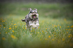 Yorkshire-Terrier-Mischling in Blumenwiese