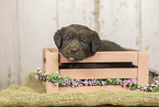 Australian-Shepherd-Labrador Welpe