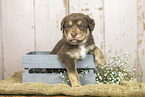 Australian-Shepherd-Labrador Welpe