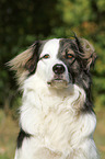 Kaukasischer-Schferhund-Mischling Portrait
