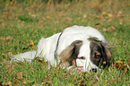 liegender Kaukasischer-Schferhund-Mischling