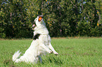 spielender Kaukasischer-Schferhund-Mischling