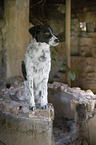 Mnsterlnder-Epagneul-Breton-Mischling