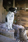 Mnsterlnder-Epagneul-Breton-Mischling
