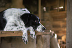 Mnsterlnder-Epagneul-Breton-Mischling