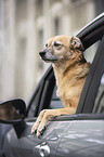 Schferhund-Mischling im Auto