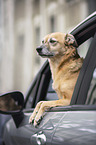 Sch�ferhund-Mischling im Auto