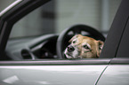 Schferhund-Mischling im Auto