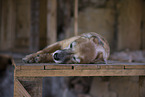 schlafender Schferhund-Mischling