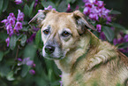 Schferhund-Mischling Portrait