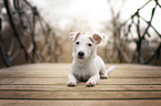junger Jack-Russell-Terrier-Mischling