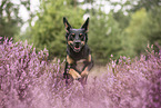 Australian-Kelpie-Mischling