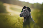 Thai-Ridgeback-Mischling